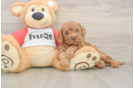 Cavapoo Pup Being Cute