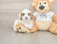 7 week old Cavapoo Puppy For Sale - Premier Pups