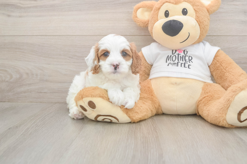 5 week old Cavapoo Puppy For Sale - Premier Pups