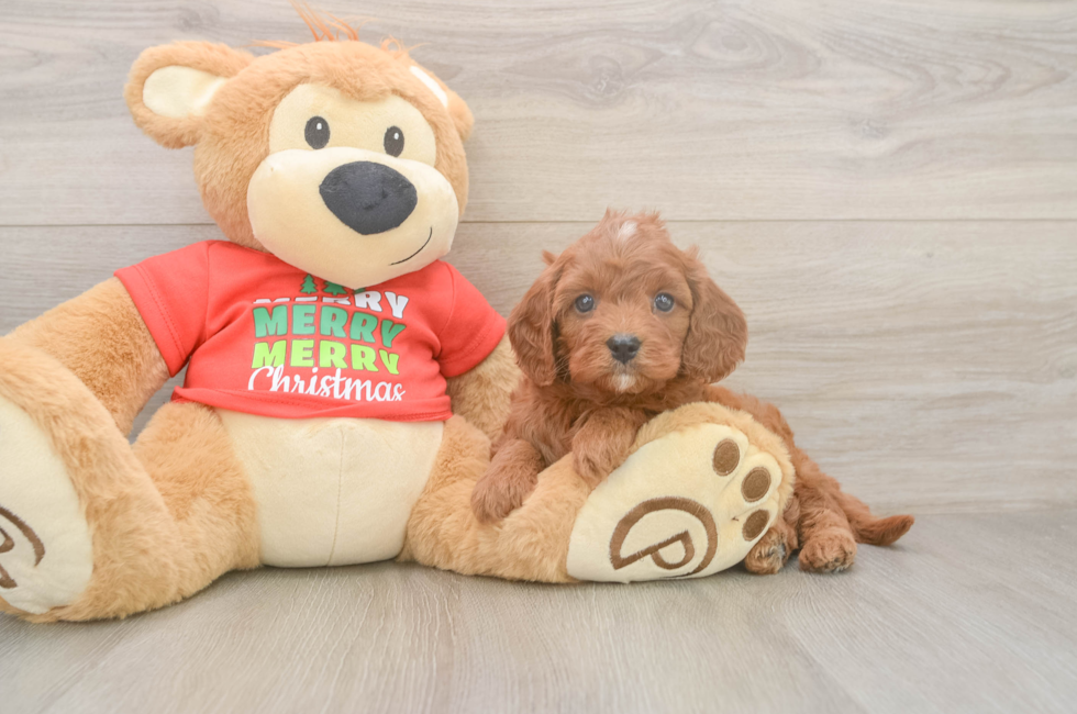 5 week old Cavapoo Puppy For Sale - Premier Pups
