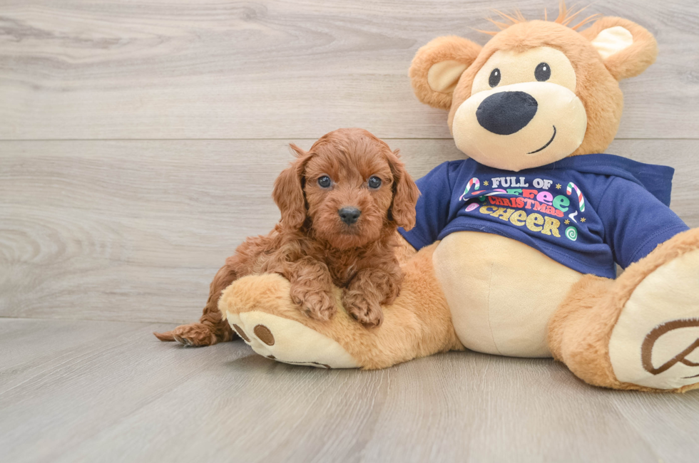 5 week old Cavapoo Puppy For Sale - Premier Pups