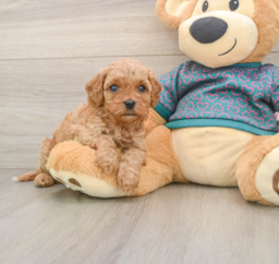 7 week old Cavapoo Puppy For Sale - Premier Pups