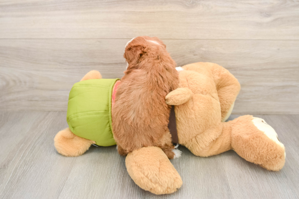 Popular Cavapoo Poodle Mix Pup