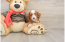 Small Cavapoo Baby