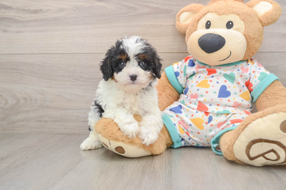 Best Cavapoo Baby