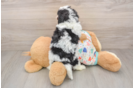Adorable Cavalier King Charles Spaniel and Poodle Mix Poodle Mix Puppy