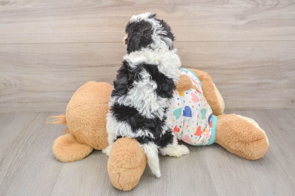 Adorable Cavalier King Charles Spaniel and Poodle Mix Poodle Mix Puppy