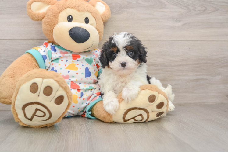 Best Cavapoo Baby