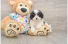 Best Cavapoo Baby