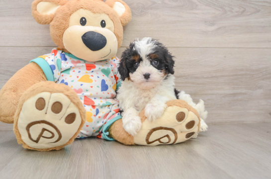 Best Cavapoo Baby