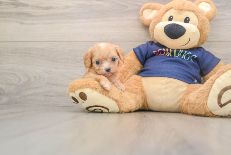 Cavapoo Puppy for Adoption