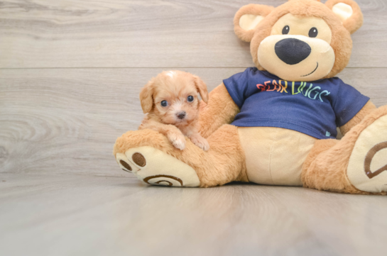 Cavapoo Puppy for Adoption