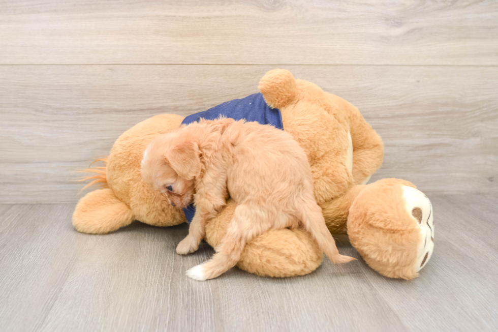 Best Cavapoo Baby