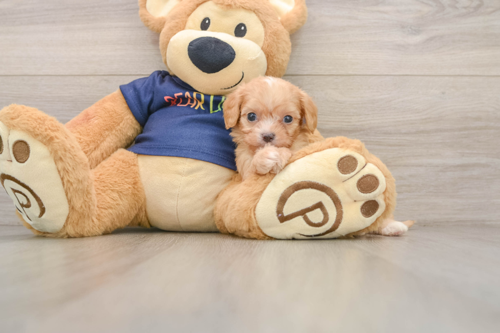 Cavapoo Puppy for Adoption