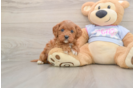 Funny Cavapoo Poodle Mix Pup