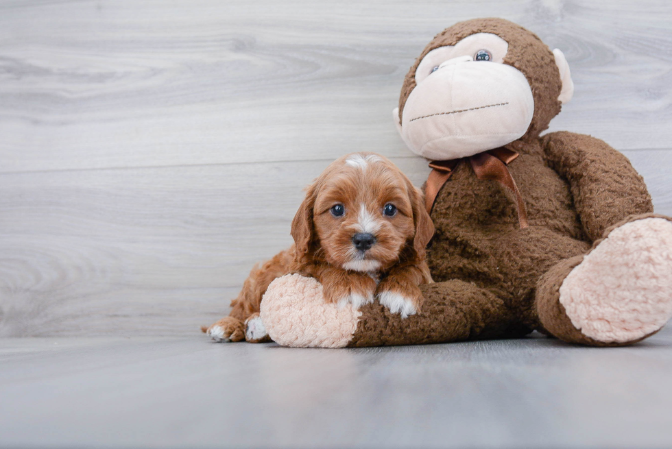 Cavapoo Pup Being Cute