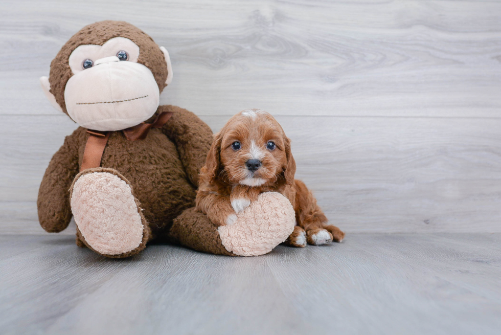 Cavapoo Pup Being Cute