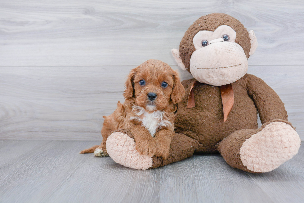 Energetic Cavoodle Poodle Mix Puppy