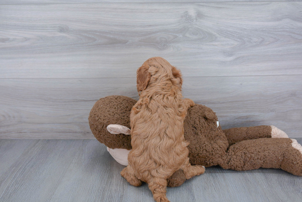 Cavapoo Puppy for Adoption