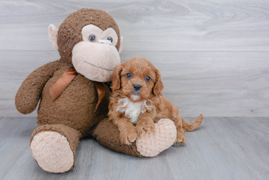 Smart Cavapoo Poodle Mix Pup