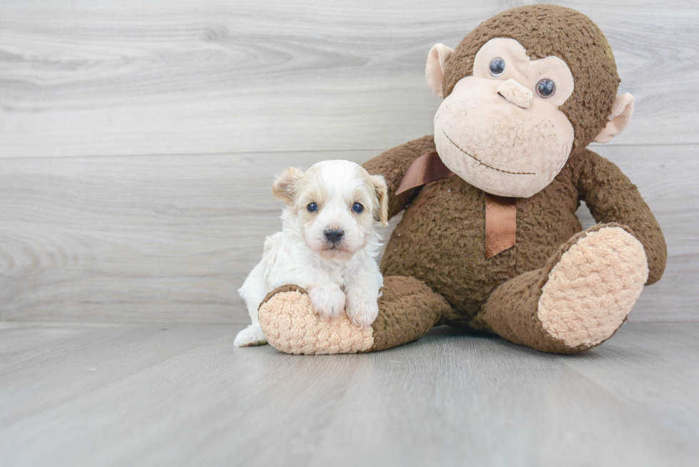 Friendly Cavapoo Baby