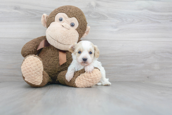 Energetic Cavoodle Poodle Mix Puppy