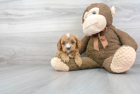 Cavapoo Puppy for Adoption