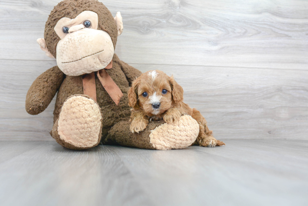 Cavapoo Puppy for Adoption