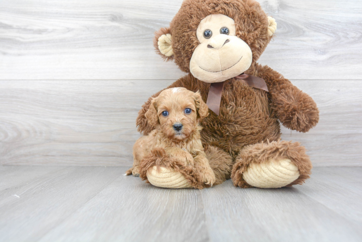 Energetic Cavoodle Poodle Mix Puppy