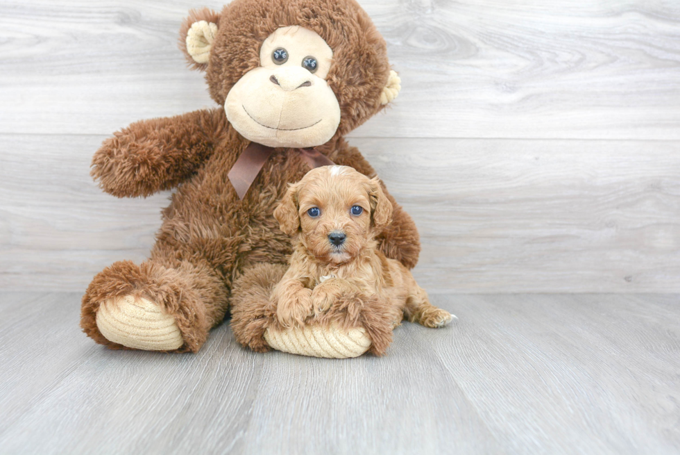 Cute Cavapoo Baby