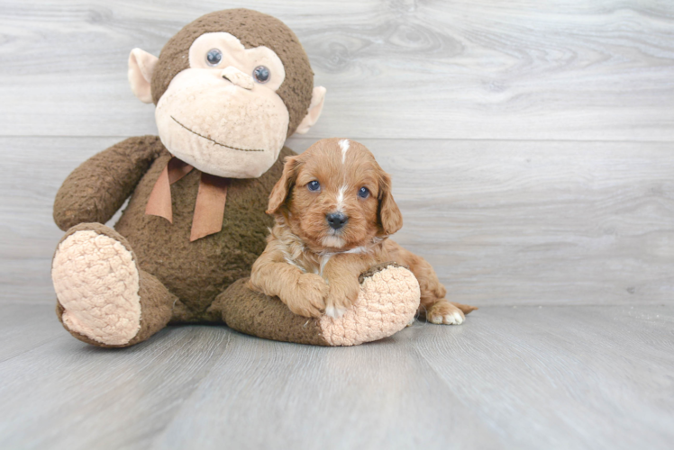 Popular Cavapoo Poodle Mix Pup