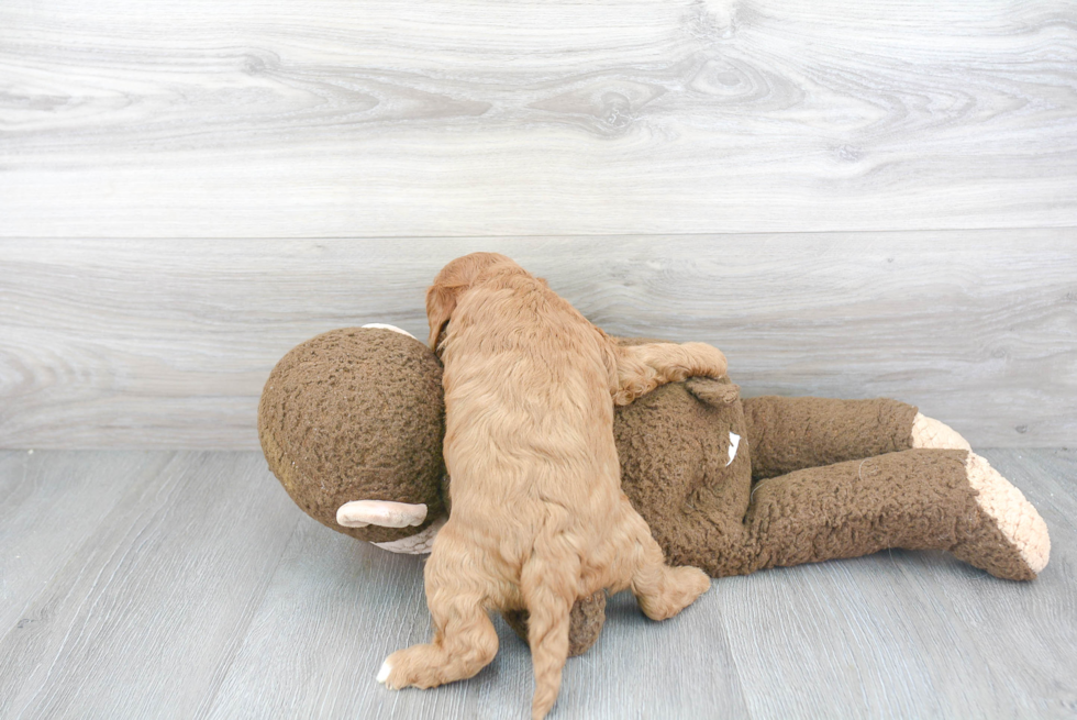 Cavapoo Puppy for Adoption