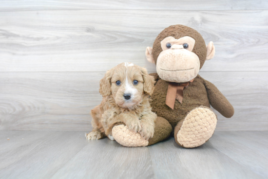 Best Cavapoo Baby