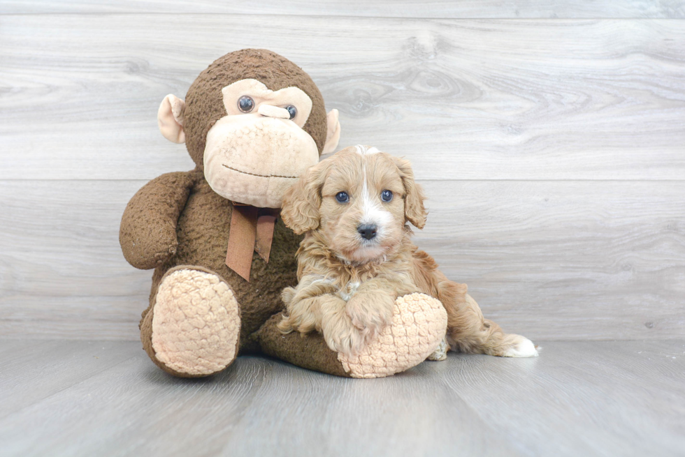 Adorable Cavoodle Poodle Mix Puppy