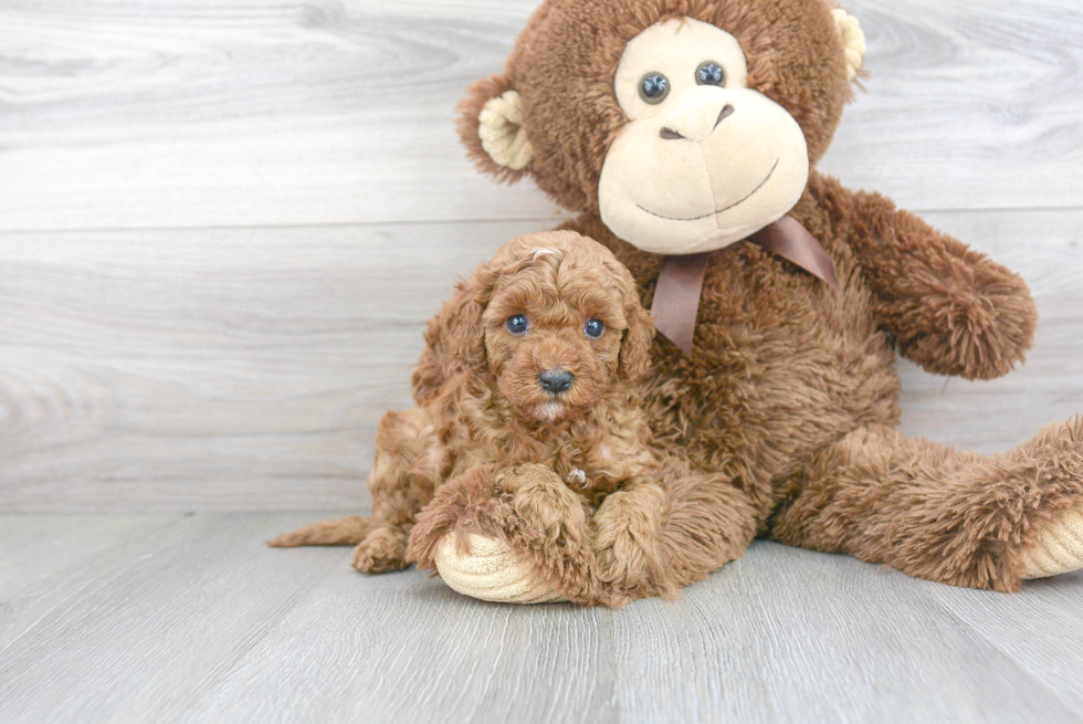 Hypoallergenic Cavoodle Poodle Mix Puppy