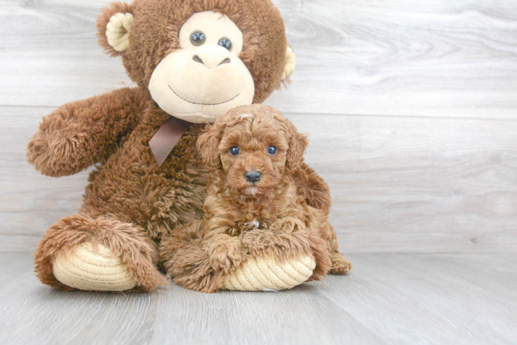 Adorable Cavoodle Poodle Mix Puppy