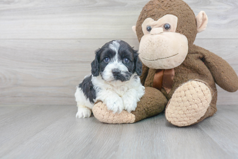 Cavapoo Pup Being Cute