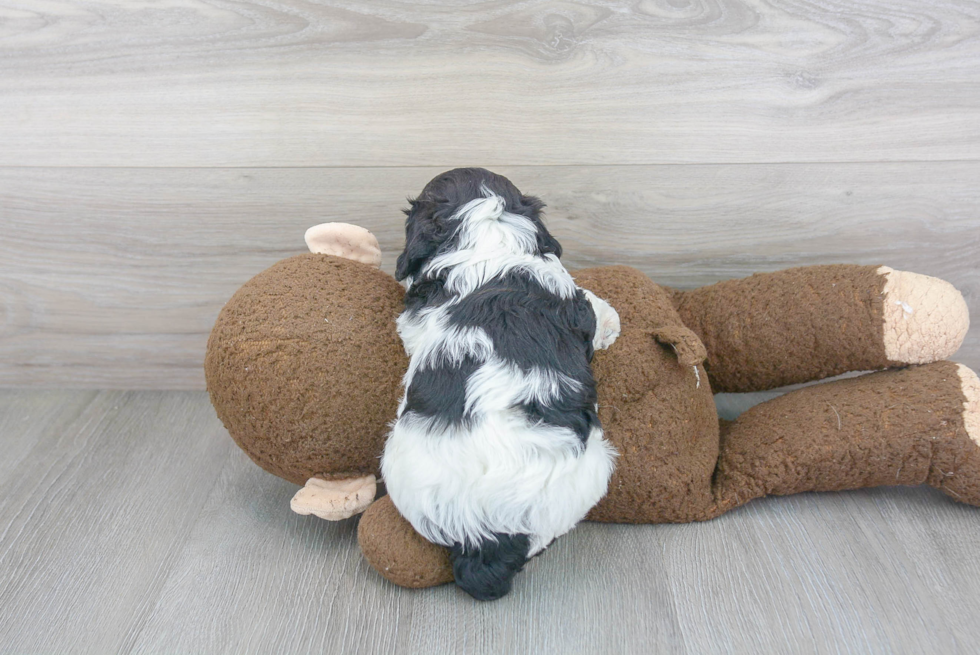 Cavapoo Puppy for Adoption