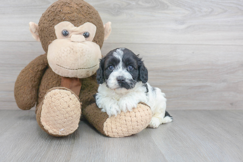 Cavapoo Pup Being Cute