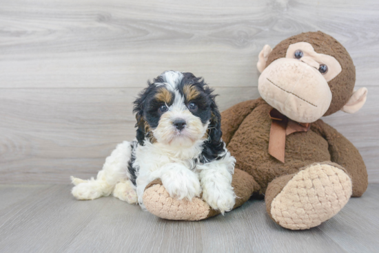 Cavapoo Pup Being Cute