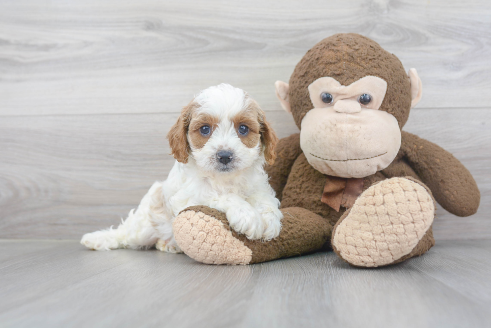 Cavapoo Pup Being Cute