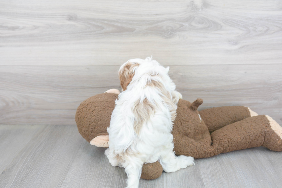 Adorable Cavoodle Poodle Mix Puppy