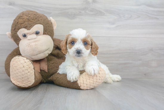 Best Cavapoo Baby