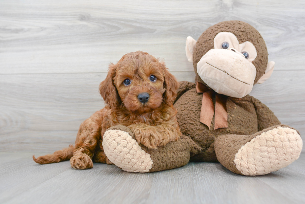 Cavapoo Pup Being Cute