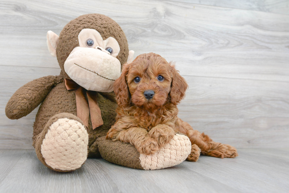 Cavapoo Puppy for Adoption