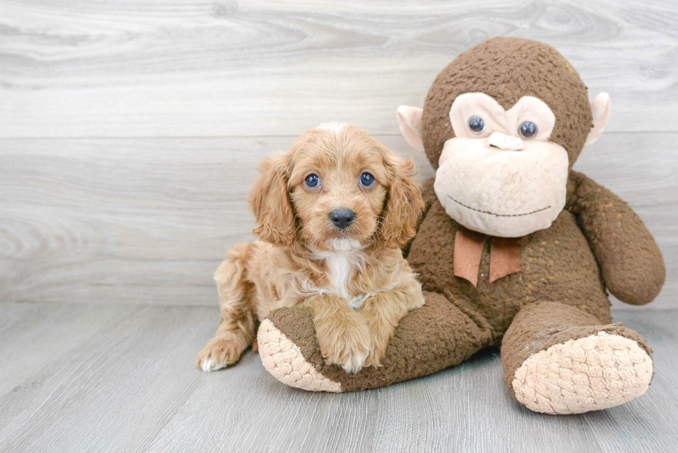 Small Cavapoo Baby