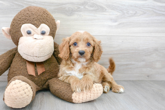 Cavapoo Pup Being Cute