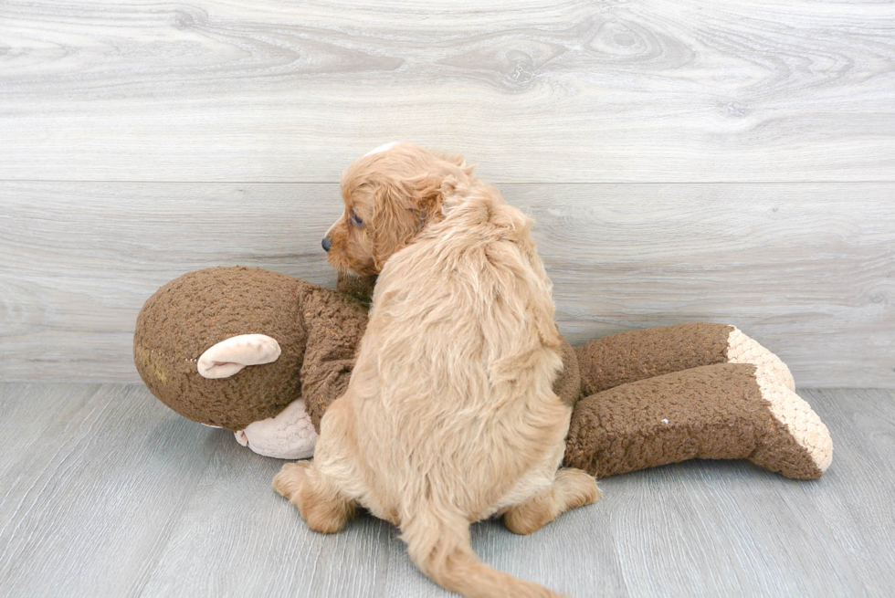 Petite Cavapoo Poodle Mix Pup