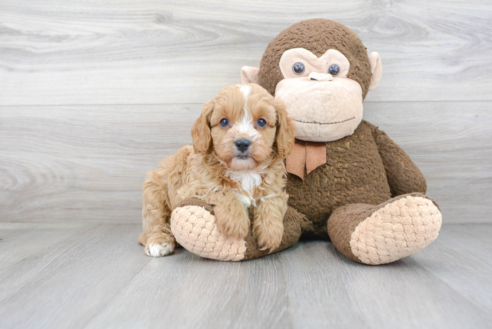 Best Cavapoo Baby