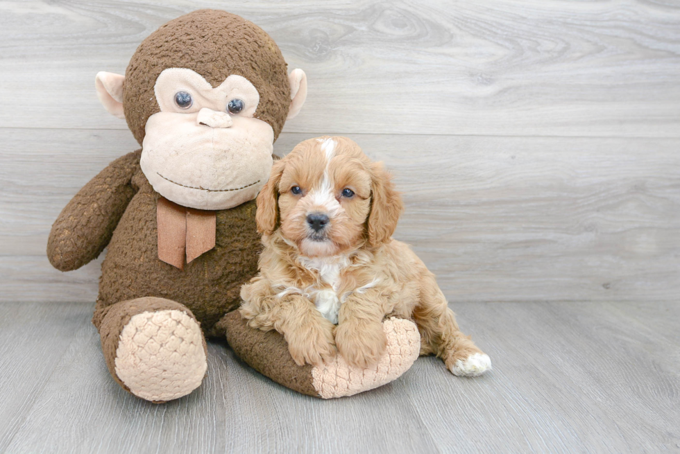 Cavapoo Puppy for Adoption